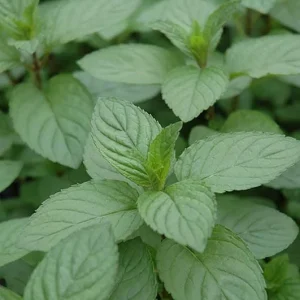 Chocolate Mint Live Herb Plant - 4 inch Pot - Aromatic Culinary - Image 1