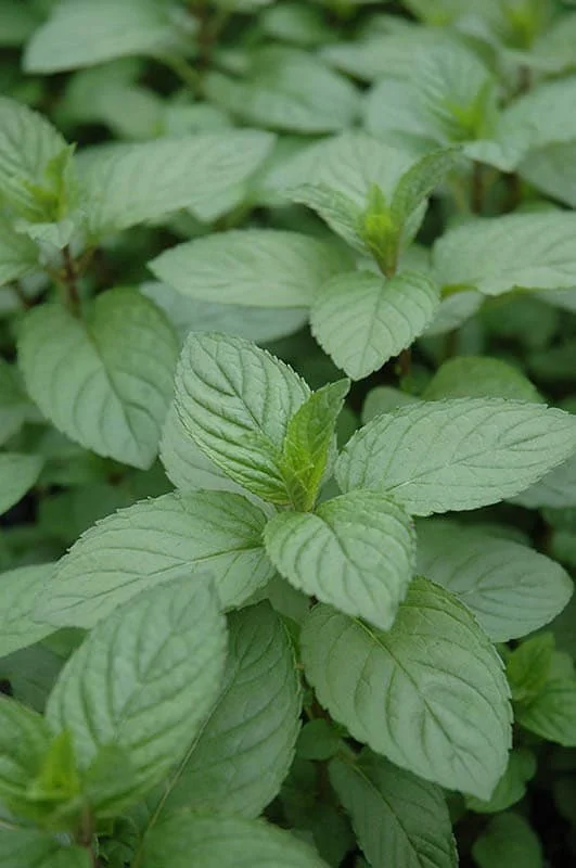 Chocolate Mint Live Herb Plant - 4 inch Pot - Aromatic Culinary - Image 1