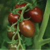 Chocolate Sprinkles Cherry Tomato Live Plants - 2 Pack, 5-9" Tall Seedlings - Image 1