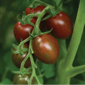 Chocolate Sprinkles Cherry Tomato Live Plants - 2 Pack, 5-9" Tall Seedlings - Image 1