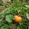 Cinderella Pumpkin Live Plant – 3 inch Pot – Outdoor Vegetable - Image 1