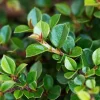 Cotoneaster Live Plant – Hardy Outdoor Shrub – 3 inch pot - Image 1