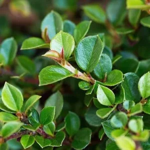 Cotoneaster Live Plant – Hardy Outdoor Shrub – 3 inch pot - Image 1