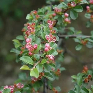 Cottoneaster Live Plant – 5 inch Pot – Hardy Outdoor Shrub - Image 2