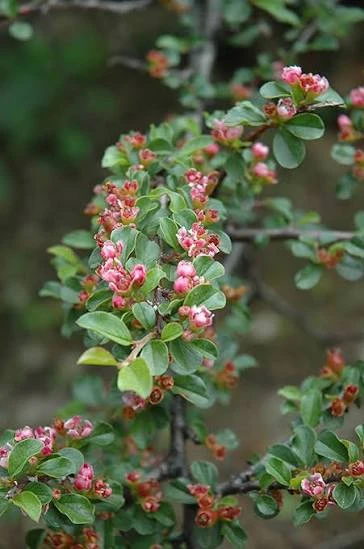 Cottoneaster Live Plant – 5 inch Pot – Hardy Outdoor Shrub - Image 2