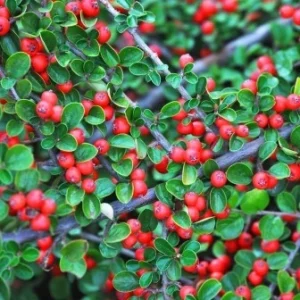 Cottoneaster Live Plant – 5 inch Pot – Hardy Outdoor Shrub - Image 1