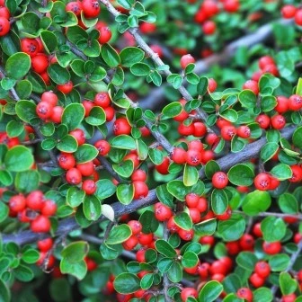 Cottoneaster Live Plant – 5 inch Pot – Hardy Outdoor Shrub - Image 1