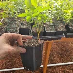 Crape Myrtle Live Plant – Outdoor Flowering Shrub – Vibrant Blooms - Image 2