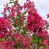Crape Myrtle Live Plant – Outdoor Flowering Shrub – Vibrant Blooms - Image 1