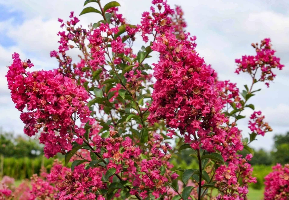 Crape Myrtle Live Plant – Outdoor Flowering Shrub – Vibrant Blooms - Image 1