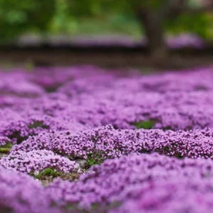 Creeping Thyme Live Plant - Ground Cover Herb Seedlings - Lilac Flowers, USDA Zones 4-9 - Image 1