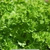 Curly Parsley Live Plant – 4-inch Seedling for Herb Garden, Outdoor/Indoor - Image 1
