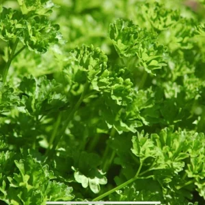 Curly Parsley Live Plant – 4-inch Seedling for Herb Garden, Outdoor/Indoor - Image 1