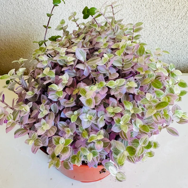 Deep Shade Oxalis Shamrock Live Plant – Large Indoor/Outdoor - Image 2
