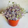 Deep Shade Oxalis Shamrock Live Plant - Medium Potted Houseplant - Image 1