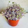 Deep Shade Oxalis Shamrock Plant - 1 Gallon Live Plant - Indoor/Outdoor - Image 1