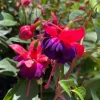 Dollar Princess Fuchsia Live Plant - Purple & Red Flowers, 7-11" Tall - Image 1