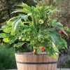 Dwarf Bush Okra Live Plant - Baby Bubba - 6-10 inch Seedling - Green Vegetable - Image 1