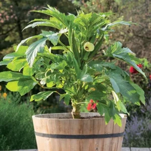 Dwarf Bush Okra Live Plant - Baby Bubba - 6-10 inch Seedling - Green Vegetable - Image 1