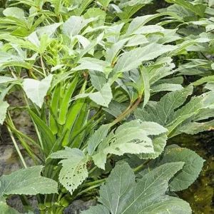 Dwarf Bush Okra Live Plant - Baby Bubba - 6-10 inch Seedling - Green Vegetable - Image 2