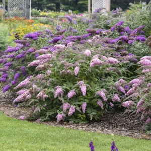 Dwarf Butterfly Bush Live Plant – 5