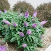 Dwarf Butterfly Bush Live Plant – 5" Pot – Fragrant Outdoor Shrub - Image 1