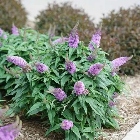 Dwarf Butterfly Bush Live Plant – 5" Pot – Fragrant Outdoor Shrub - Image 1