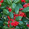 Dwarf Holly Berry Tree Live Plant – 3" Pot – Evergreen Shrub for Landscaping - Image 1