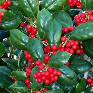 Dwarf Holly Berry Tree Live Plant – 3