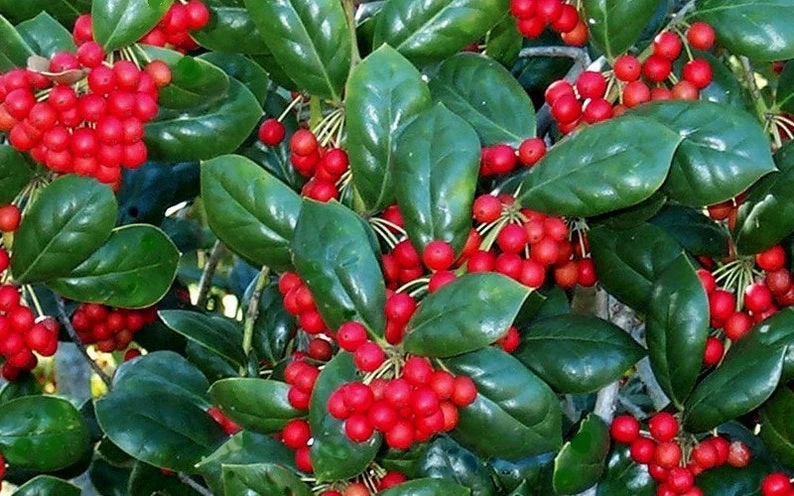 Dwarf Holly Berry Tree Live Plant – 3" Pot – Evergreen Shrub for Landscaping - Image 1