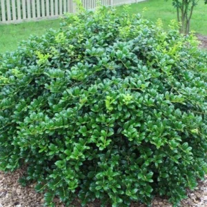 Dwarf Holly Berry Tree Live Plant – 3