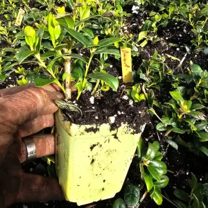 Dwarf Holly Berry Tree Live Plant – 3