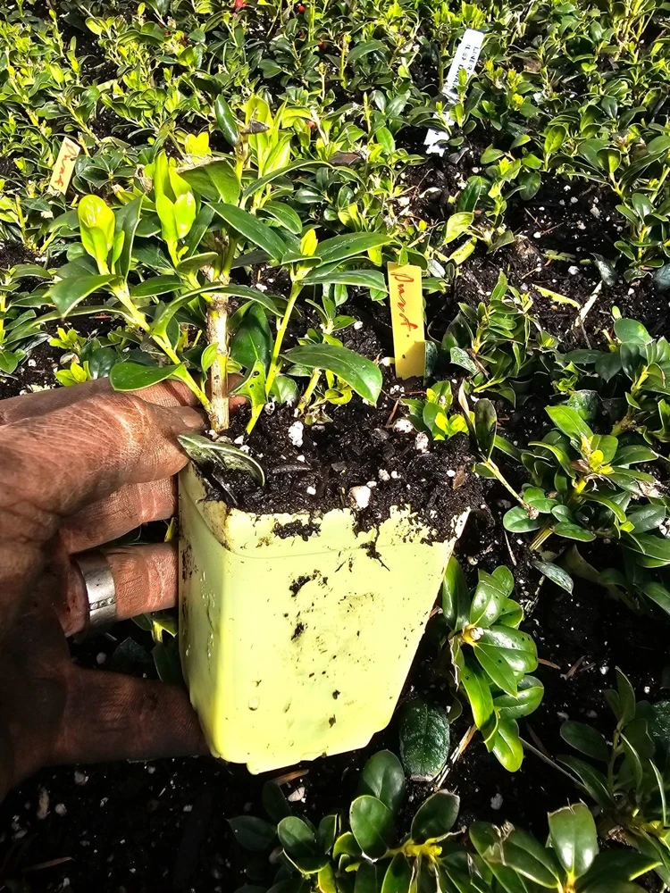 Dwarf Holly Berry Tree Live Plant – 3" Pot – Evergreen Shrub for Landscaping - Image 3