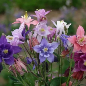 European Columbine Live Plant 3in Pot - Aquilegia vulgaris - Image 2