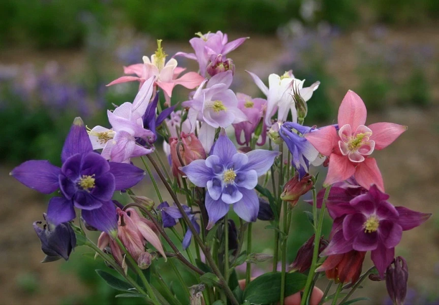 European Columbine Live Plant 3in Pot - Aquilegia vulgaris - Image 2