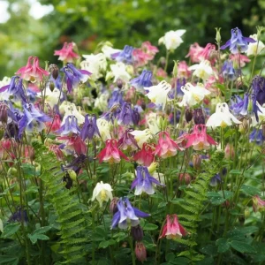 European Columbine Live Plant 3in Pot - Aquilegia vulgaris - Image 1