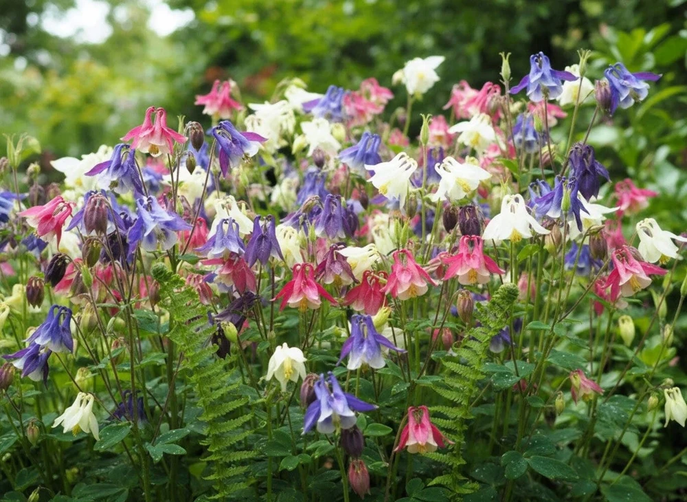 European Columbine Live Plant 3in Pot - Aquilegia vulgaris - Image 1