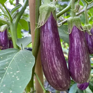 Fairy Tale Mini Eggplant Live Plants - 2 Seedlings, 4-8 inches, Outdoor - Image 2