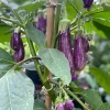 Fairy Tale Mini Eggplant Live Plants - 2 Seedlings, 4-8 inches, Outdoor - Image 1