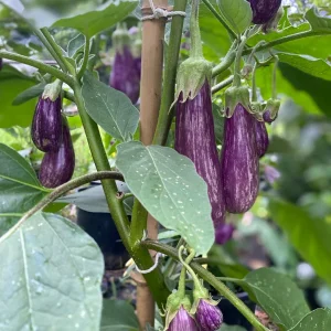 Fairy Tale Mini Eggplant Live Plants - 2 Seedlings, 4-8 inches, Outdoor - Image 1
