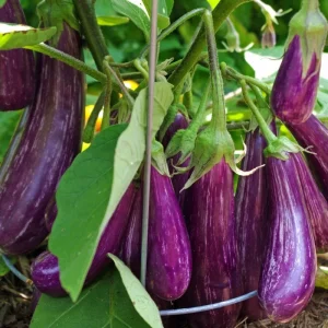 Fairy Tale Mini Eggplant Live Plants - 2 Seedlings, 4-8 inches, Outdoor - Image 3