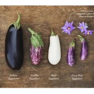 Fairy Tale Mini Eggplant Live Plants - 2 Seedlings, 4-8 inches, Outdoor - Image 4