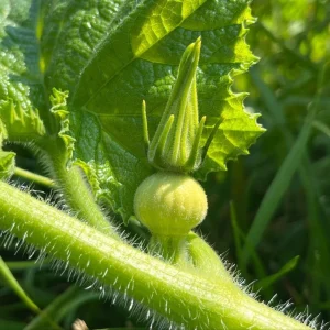 Fairytale Pumpkin Plant – Live Ornamental Gourd – 3 inch Pot - Image 2