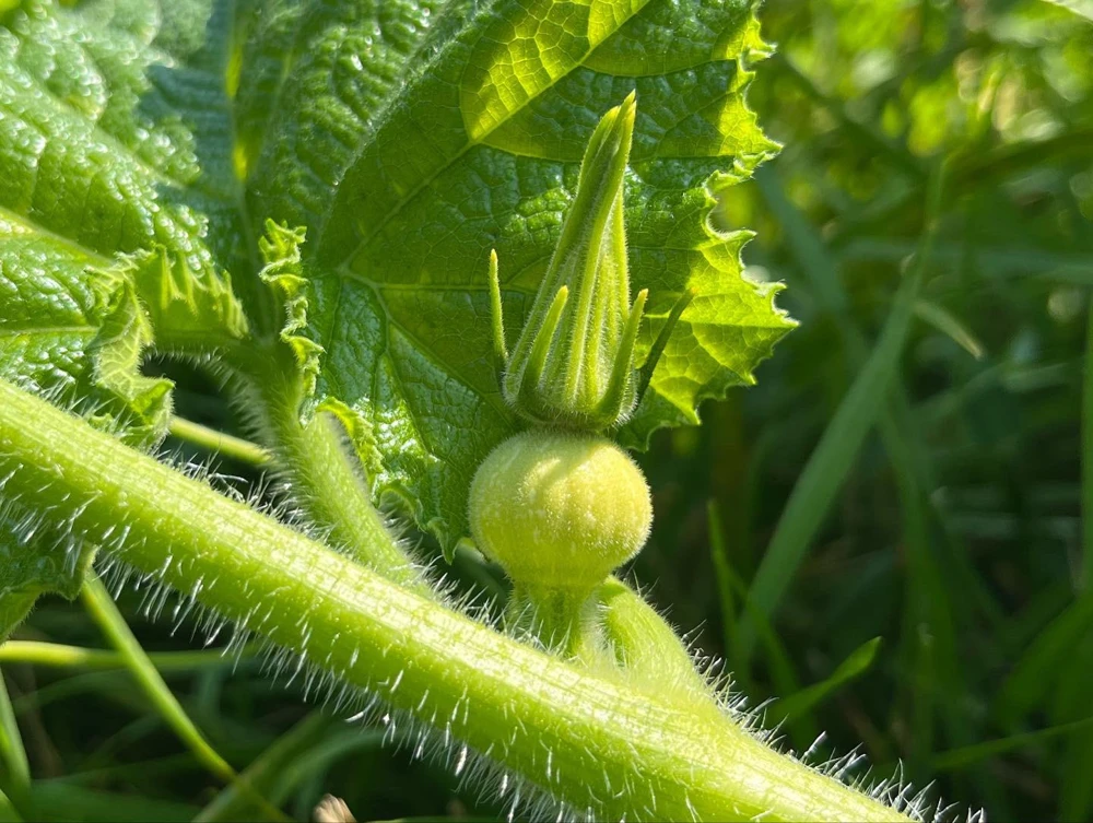 Fairytale Pumpkin Plant – Live Ornamental Gourd – 3 inch Pot - Image 2