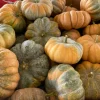 Fairytale Pumpkin Plant – Live Ornamental Gourd – 3 inch Pot - Image 1
