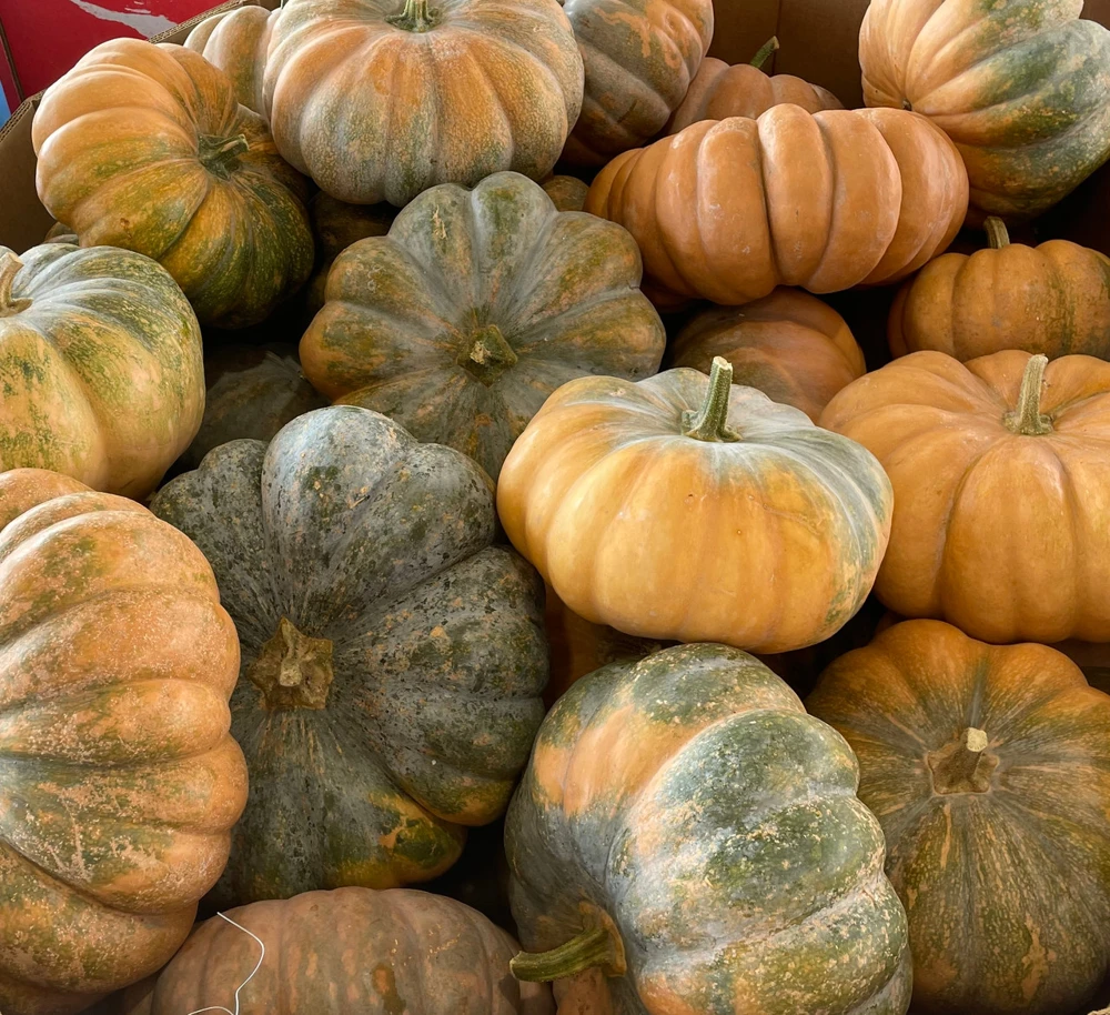 Fairytale Pumpkin Plant – Live Ornamental Gourd – 3 inch Pot - Image 1