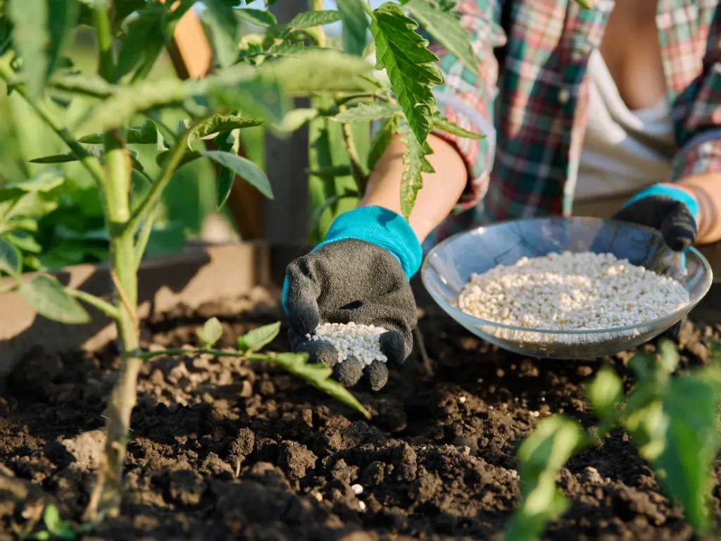 feeding tomato plants, one of the best tips for growing tomatoes