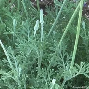 Fern Leaf Lavender Live Plant Seedling - 6-11