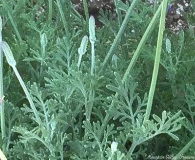 Fern Leaf Lavender Live Plant Seedling - 6-11" Tall Herb for Garden & Pot - Image 2