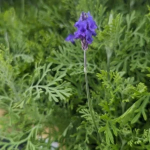 Fern Leaf Lavender Live Plant Seedling - 6-11